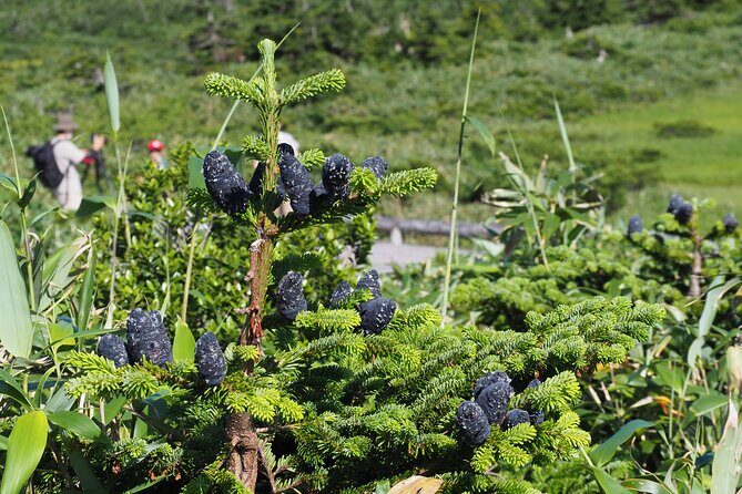 Full day Oirase Stream and Lake Towada Tour - Detailed Review of the Full-Day Oirase Stream and Lake Towada Tour