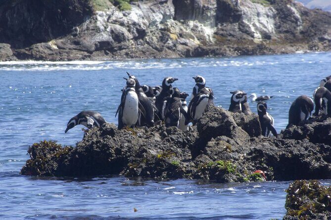 Full Day on Chiloé Island Visiting Penguins in Puñihuil - FAQ