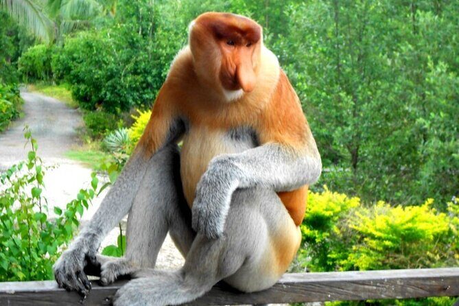 Full Day Orang Utan Sepilok, Proboscis Monkey, Sunbear, RDC - Key Points