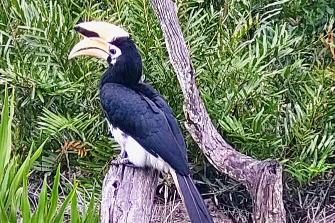 Full Day Orang Utan Sepilok, Proboscis Monkey, Sunbear, RDC - Frequently Asked Questions