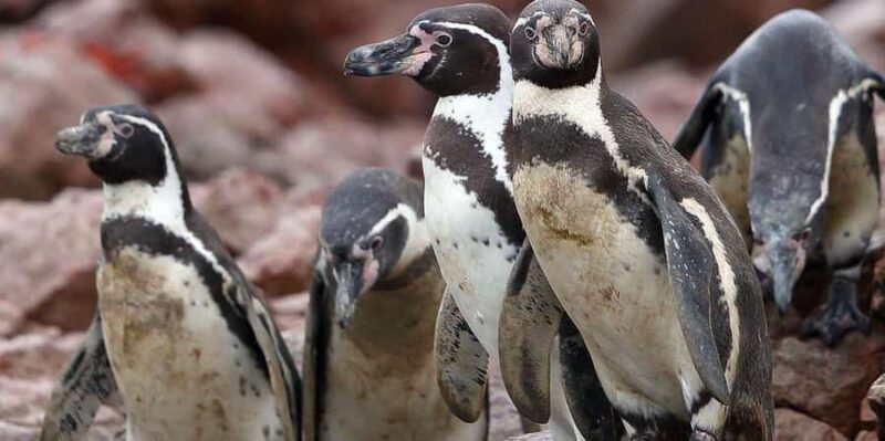 Full Day Paracas and Ballestas Islands - Key Points