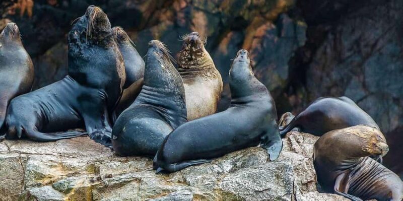 Full Day Paracas and Ballestas Islands - Value and Practical Tips