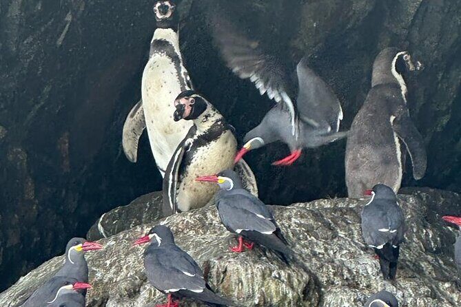 Full Day Paracas Islas Ballestas with Sandboarding and Dune Buggy - Detailed Review of the Full-Day Paracas, Islas Ballestas, and Huacachina Tour