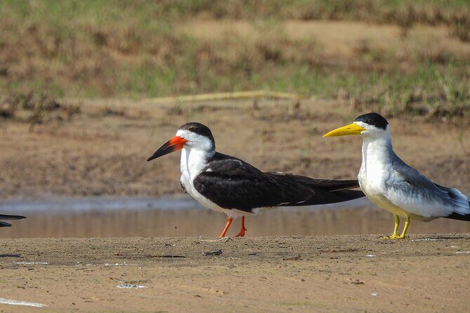 Full day Paraguay River Nature and Wildlife Boat Tour - Key Points