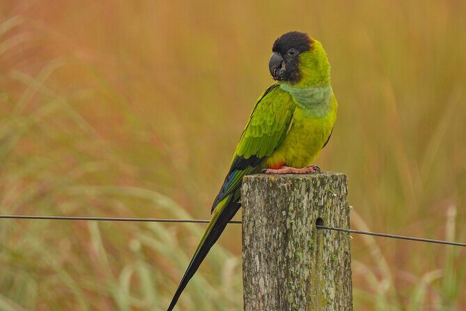 Full day Paraguay River Nature and Wildlife Boat Tour - An In-Depth Look at the Paraguay River Nature and Wildlife Tour
