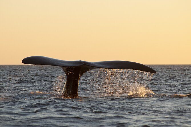 Full Day Peninsula Valdes - optional Whales Watching Navigation - FAQ