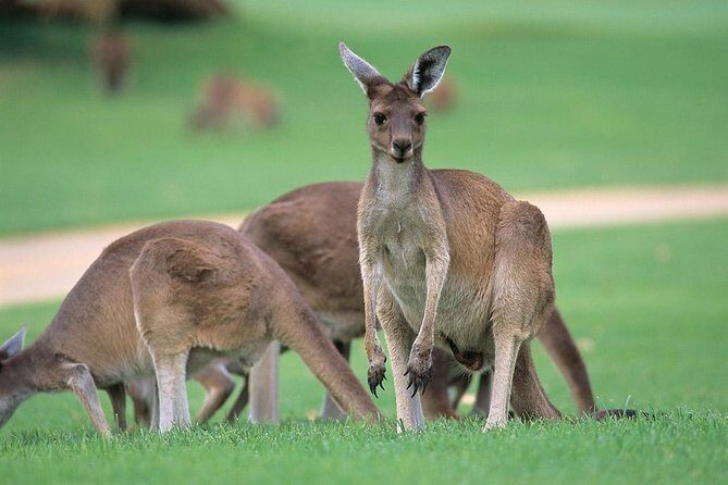 Full-Day Perth, Fremantle, Swan Valley & Wildlife Park - A Practical Guide to the Full-Day Perth, Fremantle, Swan Valley & Wildlife Park Tour