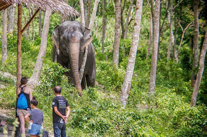 Full-Day Phuket Elephant Sanctuary Tour with Lunch and Dinner - FAQ