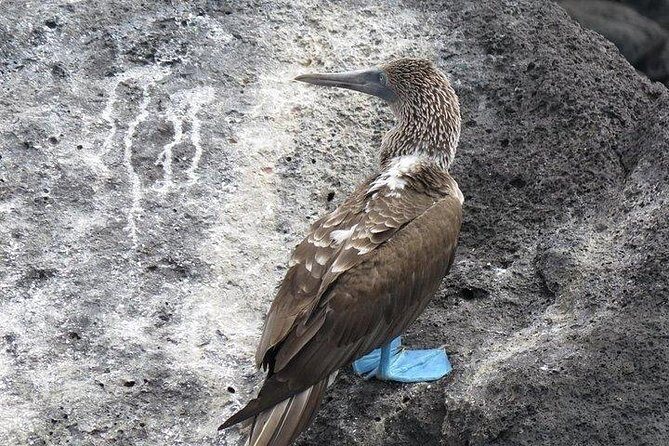 Full Day Pinzon Island, Finishing in la Fe with Snorkeling and Lunch included - Final Thoughts