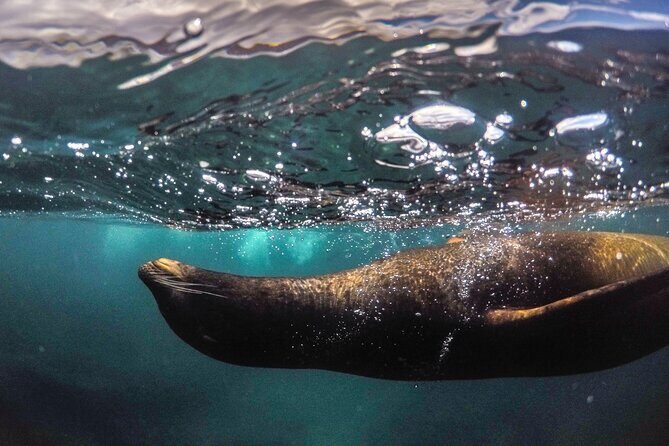 Full-Day Pinzon Island Snorkeling and Fishing - Key Points