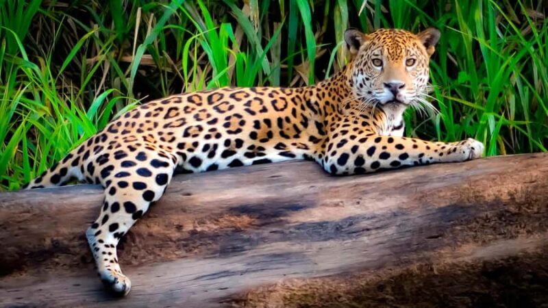 FULL DAY|| Piranha Fishing Excursion in Tambopata - Why This Tour Works for You