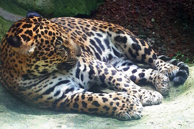 Full Day Poas Volcano, La Paz Waterfall Gardens and Coffee Plantation Experience - Frequently Asked Questions