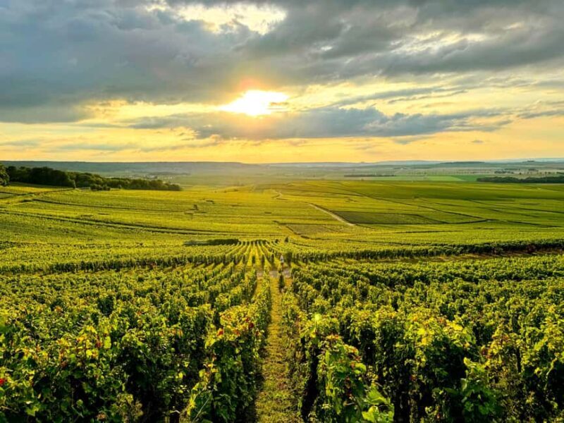 Full Day Pommery Small Group Tour - The Experience from Travelers’ Perspectives