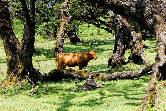 Full Day Private 4x4 Tour in West Madeira with Local Guide - Value and Practicalities