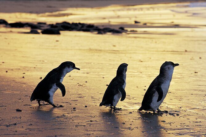 Full-Day Private Australian Wildlife Tour of Phillip Island - Key Points