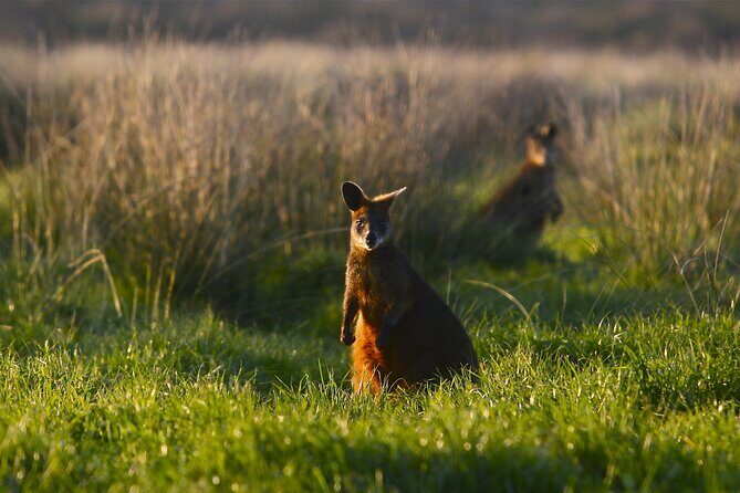 Full-Day Private Australian Wildlife Tour of Phillip Island - Frequently Asked Questions