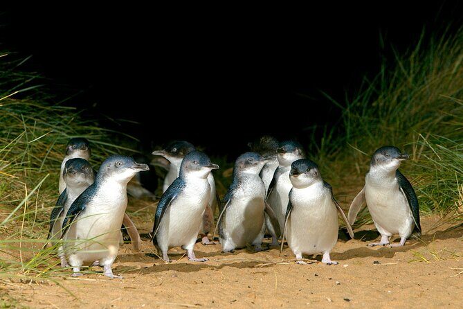 Full-Day Private Australian Wildlife Tour of Phillip Island - Final Thoughts