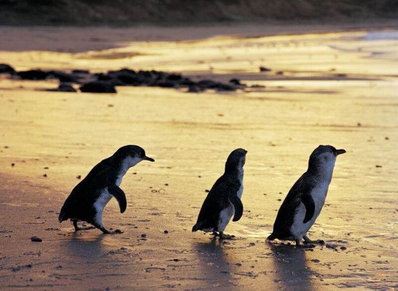 Full-Day Private Australian Wildlife Tour of Phillip Island - Exploring the Full-Day Private Australian Wildlife Tour of Phillip Island