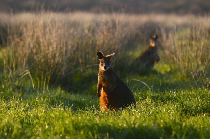 Full-Day Private Australian Wildlife Tour of Phillip Island - Why We Recommend This Tour