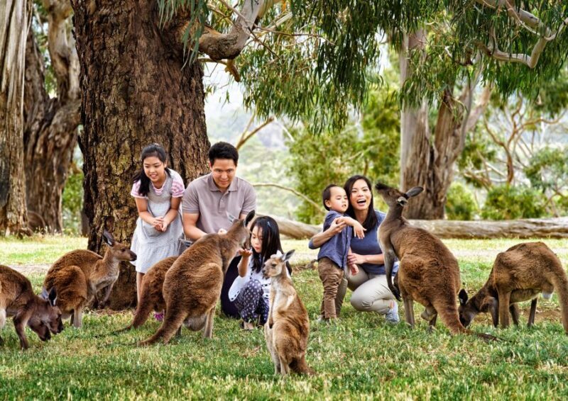 Full-Day Private Australian Wildlife Tour of Phillip Island - Who Is This Tour Right For?