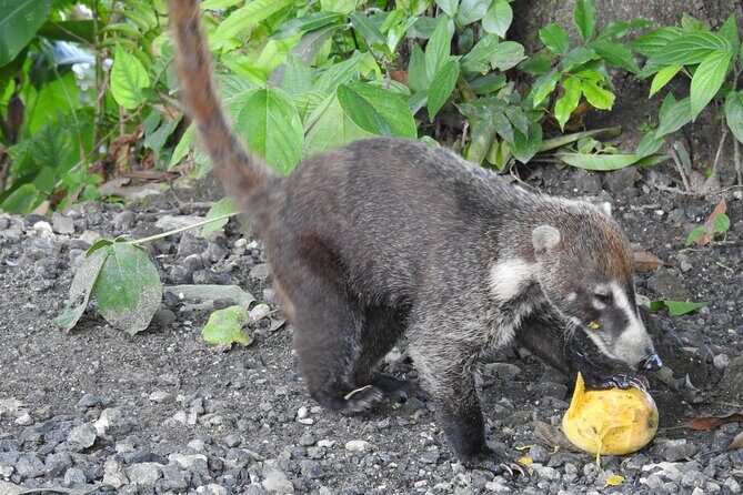 Full Day Private Birding and Nature Sightseeing Tour, Pipe Line. - Price, Value, and Practicalities