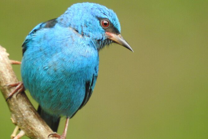 Full Day Private Birding and Nature Sightseeing Tour, Pipe Line. - Who Should Consider This Tour?