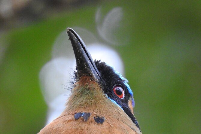 Full Day Private Birding and Nature Sightseeing Tour, Pipe Line. - The Sum Up: Is This Tour Worth It?