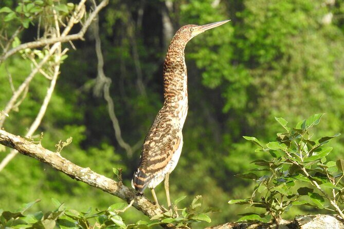 Full Day Private Birding and Nature Sightseeing Tour, Pipe Line. - FAQ Section