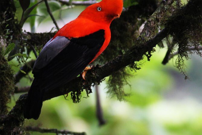 Full-Day Private Birding Tour in La Paz Refuge & Hummingbirds - Exploring the Full-Day Birding Tour in Ecuador