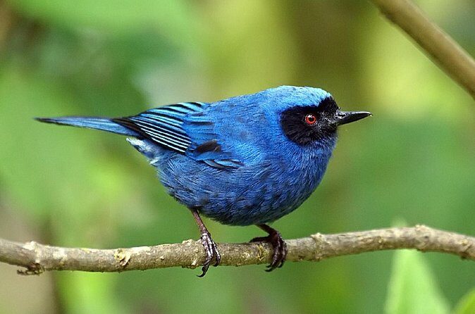 Full-Day Private Birding Tour in La Paz Refuge & Hummingbirds - FAQ