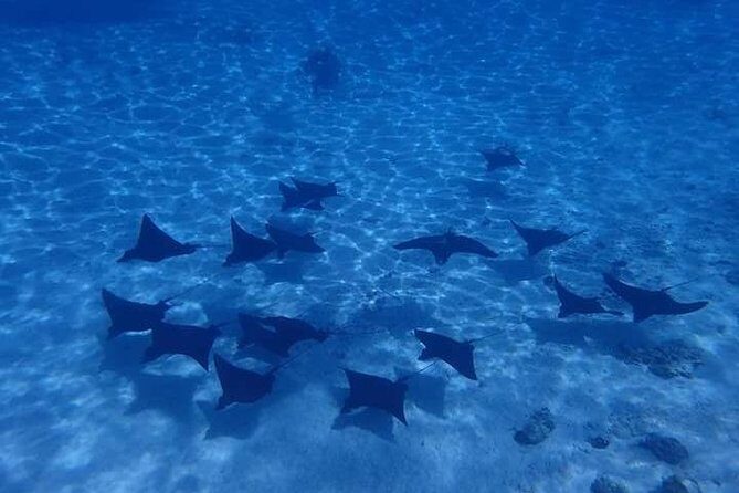 Full-Day Private Boat Tour of Bora Bora Lagoon with Snorkel - Key Points