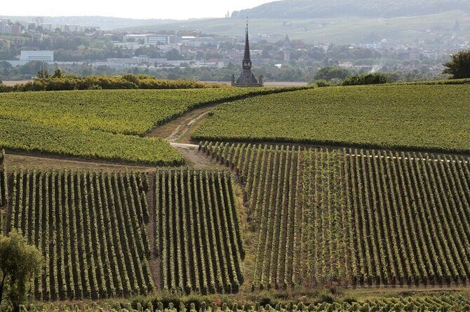Full-Day Private Champagne Tasting in Reims and its Vineyards - Analyzing the Price and Value