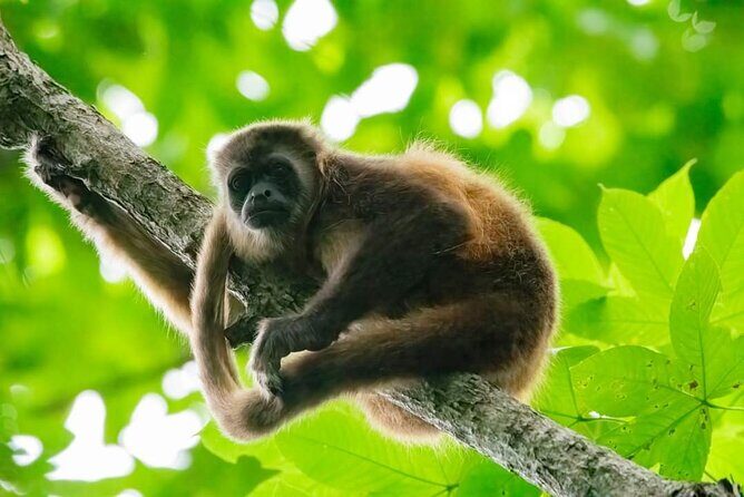 Full Day Private Churute Mangroves Reserve and Cocoa Farm Tour - Detailed Review of the Tour Experience