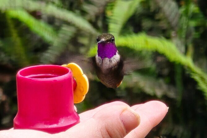 Full-Day Private Cloud Forest Hummingbird Feeders &Quito Old Town - A Detailed Look at the Quito Full-Day Tour