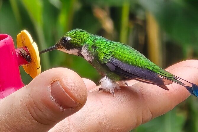 Full-Day Private Cloud Forest Hummingbird Feeders &Quito Old Town - How This Tour Delivers Value