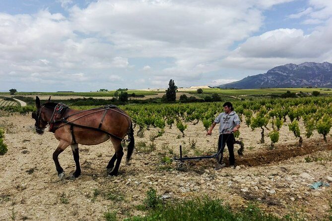 Full-Day Private Cultural and Gastronomic Adventure in Rioja - A Deep Dive into the Rioja Private Tour Experience