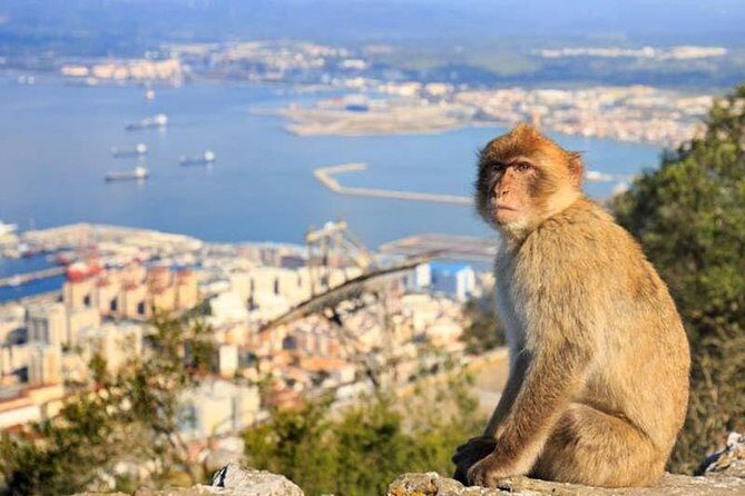 Full-Day Private Guided Historic Tour of Gibraltar from Cadiz - FAQ