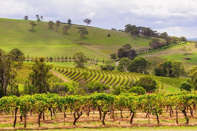 Full Day Private Hunter Valley Wine Tour from Sydney - The Complete Review of the Full Day Private Hunter Valley Wine Tour from Sydney