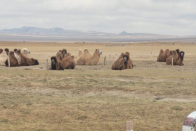 Full Day Private Jeep Tour to Elsen Tasarkhai, Semi-Gobi - Key Points