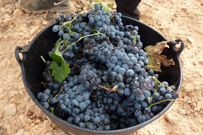 Full Day Private Requena Wineries Premium Tastings - FAQs