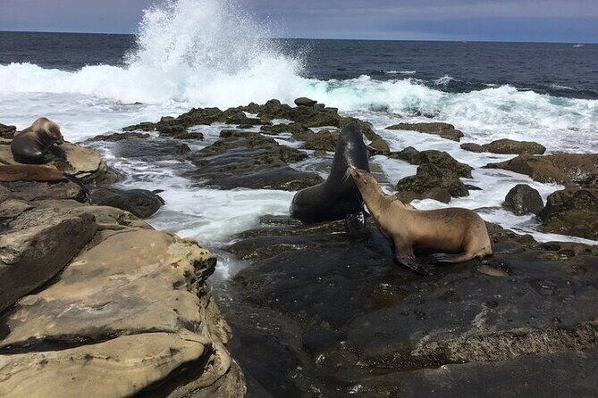 Full Day Private SD Tour from Downtown San Diego - What Travelers Say & Why It Matters