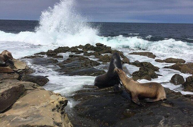 Full Day Private SD Tour from Encinitas - Frequently Asked Questions