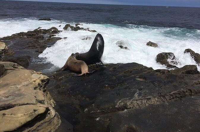 Full Day Private SD Tour from La Jolla - FAQs