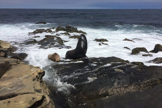 Full Day Private SD Tour from Pacific Beach - Why This Tour Offers Real Value