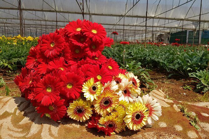 Full Day Private Silk Village And Elephant Waterfall Tour - An Overview of the Experience