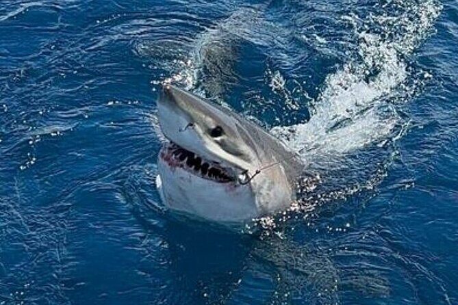 Full Day Private Sportfishing Charter in Fort Lauderdale - Who Will Appreciate This Trip?