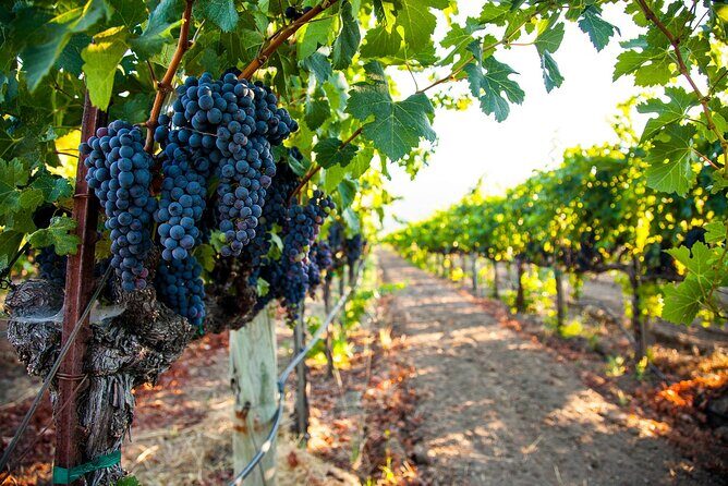 Full-Day Private Ston and Peljesac Wine Tour from Dubrovnik - Key Points