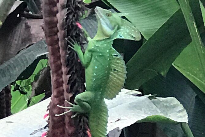 Full Day Private Tortuguero Canal and Zipline Adventure in Limon - Key Points