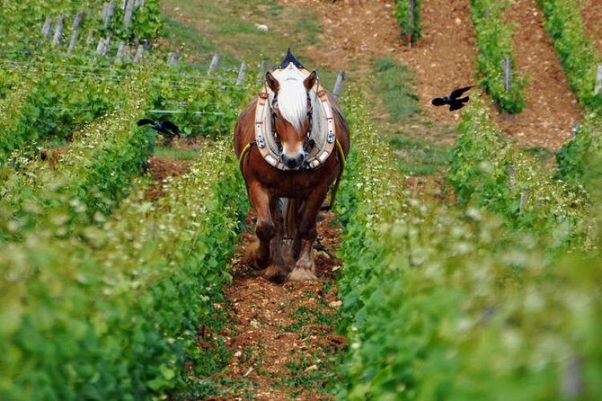 Full-Day Private Tour, 6 Premiers & Grands Crus, The Best of Burgundy - FAQs