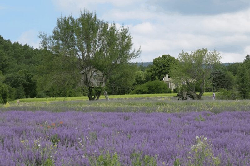 Full Day Private Tour from Avignon - Experience the South of France with a Full Day Private Tour from Avignon